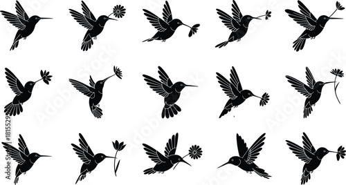 Hummingbird silhouette collection, flying bird poses, flower interaction vector, black hummingbird illustrations, graceful motion, tropical wildlife art for stock content