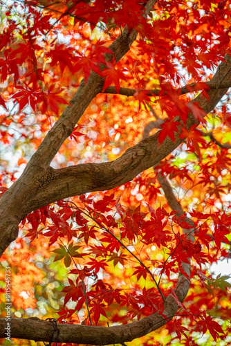 red maple leaves