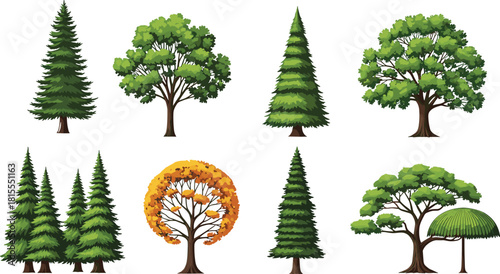Tree illustration set, seasonal foliage, coniferous broadleaf mix, nature diversity, educational vector, forest elements, cad drawing flat vector illustration