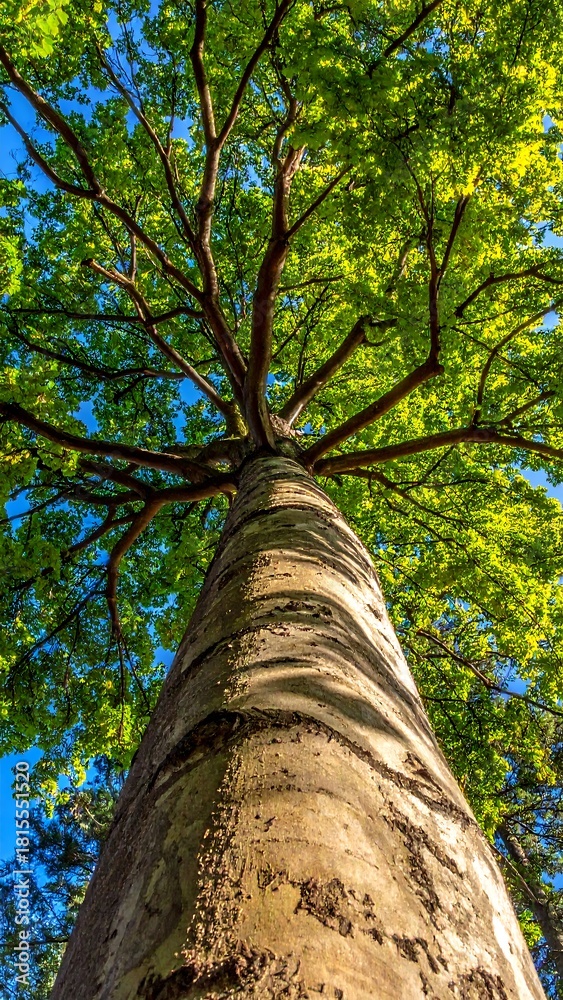 Fototapeta premium A tall tree's trunk ascends upwards toward a vibrant canopy of green leaves and branches against a bright blue sky, taken from a low angle