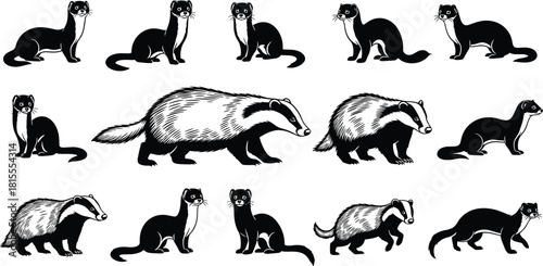 Collection of vector black and white illustrations featuring badgers and weasels, wild forest animals set isolated on white background for nature design.