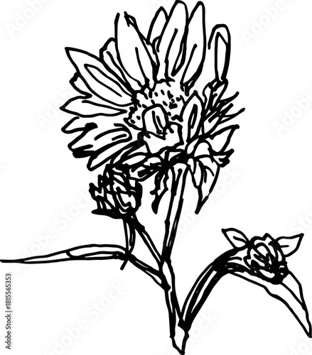 202511_꽃드로잉선