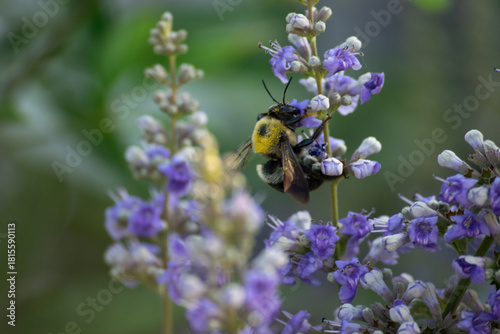 bee on a flower