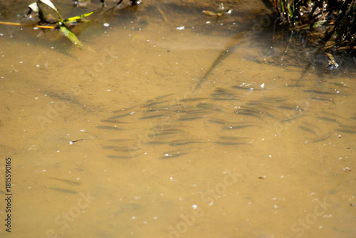 Water with tadpoles 