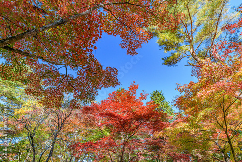 Wallpaper Mural 紅葉 仙台 秋保の自然公園
 Torontodigital.ca