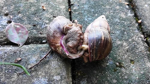A detailed 4K macro video showing two snails mating in natural surroundings. Ideal for biology content, wildlife documentaries, educational projects, and nature closeup footage.