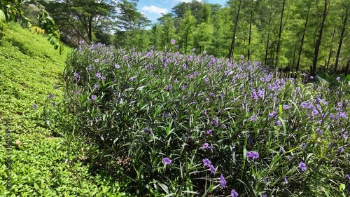 A delicate blue flower captured in crisp 4K macro detail. Ideal for nature footage, botanical projects, floral backgrounds, and relaxing aesthetic visuals.