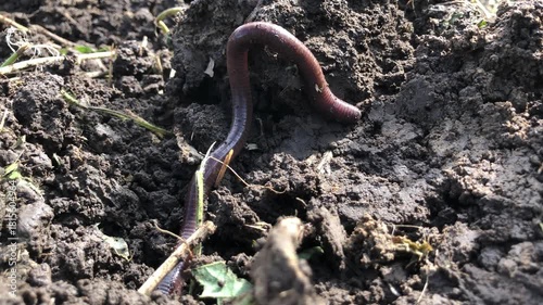 close-up view of an earthworm crawling through loose soil.