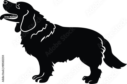 black labrador retriever dog