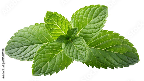 Fresh, Bright Green Mint Leaves Isolated on White Background