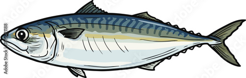 Indian matured Mackerel fish vector illustration