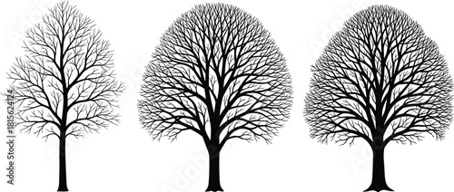 Three detailed black silhouettes of deciduous trees without leaves, representing winter, autumn, bare branches, nature, and graphic design elements.