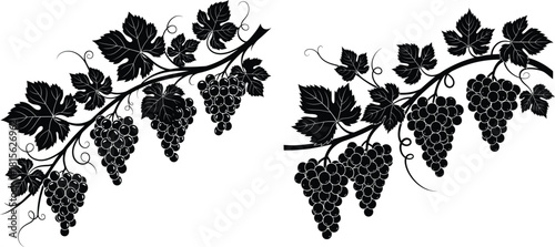 Lush grape vine branches with ripe fruit clusters and curling tendrils ready for harvest