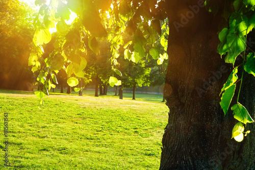 Sunlight behind green Linden tree, Tilia x vulgaris, in the park on a calm sunny morning of early summer.