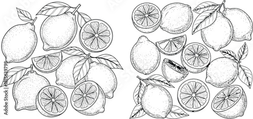 Botanical drawing showing whole and cut lemons with foliage in a scattered composition