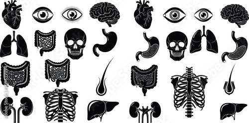 Collection of human internal organs and anatomical structures in clear black silhouette illustrations