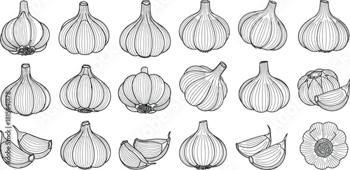 Collection of various garlic bulbs and individual cloves rendered in detailed botanical line art for culinary themes