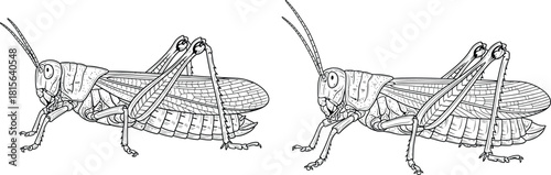 Detailed biological illustration of two grasshoppers with intricate body segments and visible wing textures side view