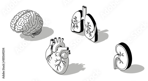 An illustrative graphic depicting various human organs including the brain, lungs, heart, and kidney, presented in a minimalist isometric style against a white background