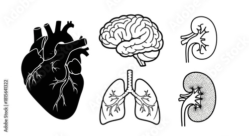 Set of human vital organ illustrations including the heart, brain, lungs, and kidneys. Isolated vector graphics for biology and healthcare design concepts
