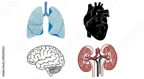 Anatomical illustration set of vital human organs including the lungs, heart, brain, and kidneys, designed as medical icons for biology and healthcare concepts