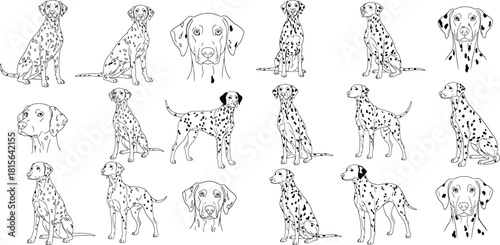 Various Dalmatian dogs in different poses featuring their iconic spots in a line art style