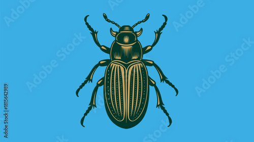 Colorado potato beetle