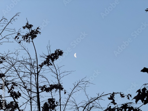 Half Moon in the Morning Sky with Bare Winter Tree Silhouettes