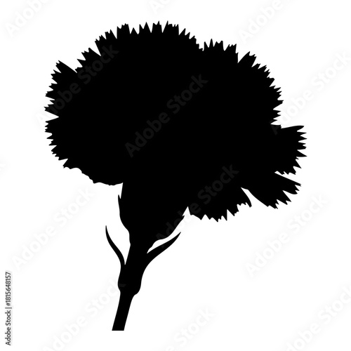 Silhouette of a carnation flower on a white background