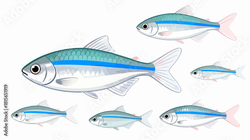 Fish illustration vector diagram