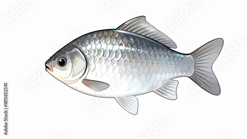Fish illustration vector diagram
