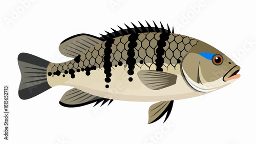 Fish illustration vector diagram