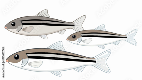 Fish illustration vector diagram