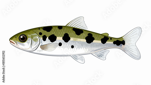 Fish illustration vector diagram