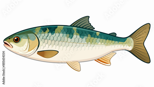 Fish illustration vector diagram