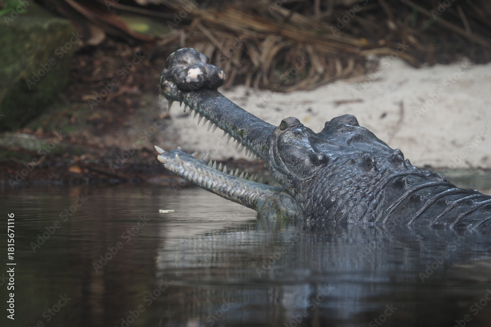 Obraz premium Crocodile swimming gracefully in serene river habitat