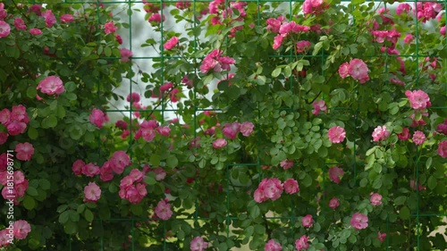 Pink Climbing Roses on Trellis in Spring Garden