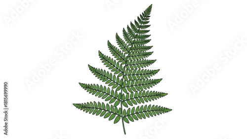 Green fern leaf illustration, vibrant natural foliage, detailed botanical drawing