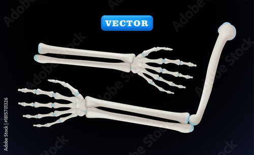 Human hand and elbow bones, 3D vector. Suitable for health and medical purposes