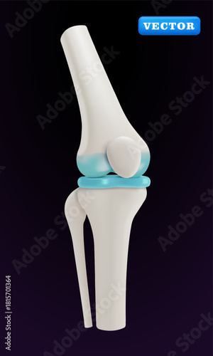 Human knee bone, 3D vector. Suitable for health and medical purposes