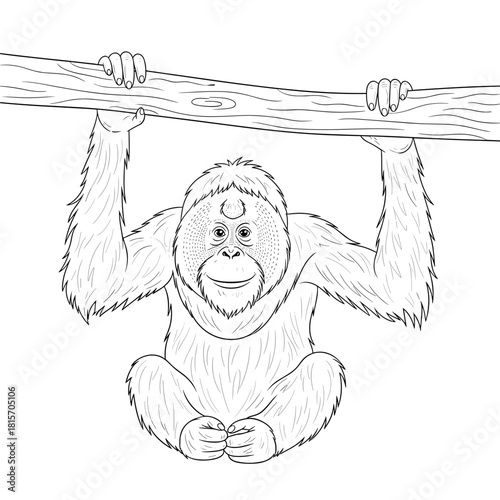 Outline illustration of a smiling orangutan hanging from a tree branch.