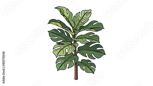 Hand-drawn sketch of a Fiddle Leaf Fig plant, a popular tropical houseplant for interior decor