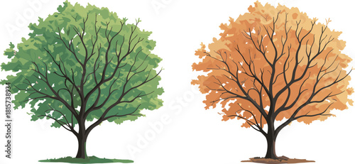 Tree, seasonal, foliage, spring, summer, autumn, contrast, nature, leaves, green, orange, brown, landscape, vector, illustration, environment, design, flora, growth, transition