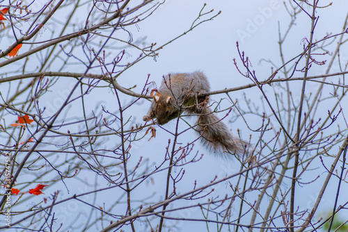 Canvas Print squirrel in a tree eating food in Toronto park