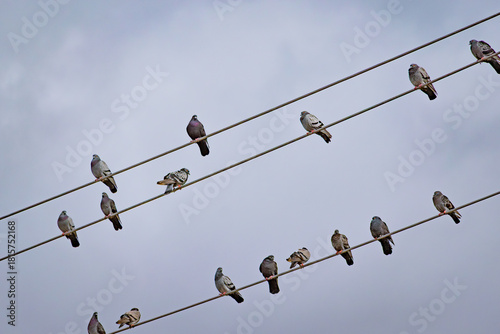 Pigeon birds on power lines in Downtown Toronto