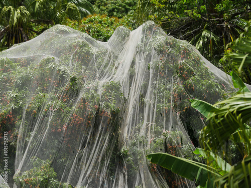 Netting over Lychee tree with ripe fruits to prevent bats from eating them - Mauritius