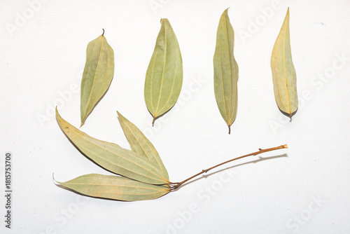Картината върху платно Indian bay leaves (Cinnamomum tamala) offer warm, aromatic, slightly sweet flavors used in Indian cuisine