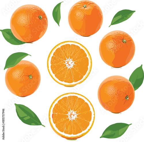 PrintSet of Realistic Orange Fruits Whole and Sliced with Leaves Vector Illustration - Fresh Citrus Food Graphic