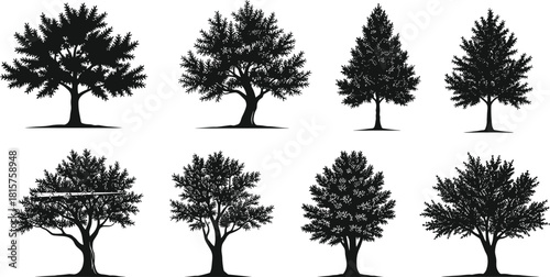 Collection of detailed realistic tree silhouettes including oak and pine vectors for nature landscape design.