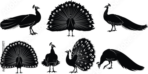 Elegant Peacock Silhouette Vector Set with Open Tail Feathers and Walking Poses Isolated on White Background.